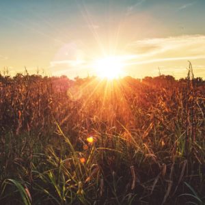 Harvest the Power Leadership Development