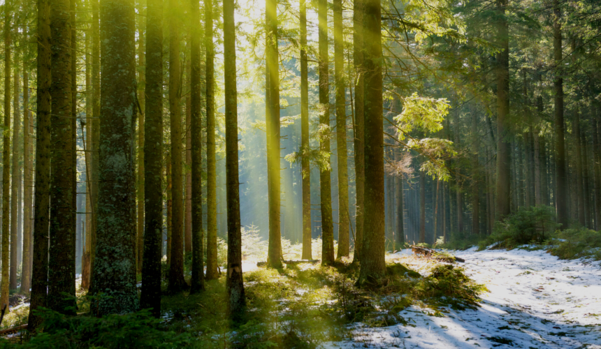 Let There Be Light